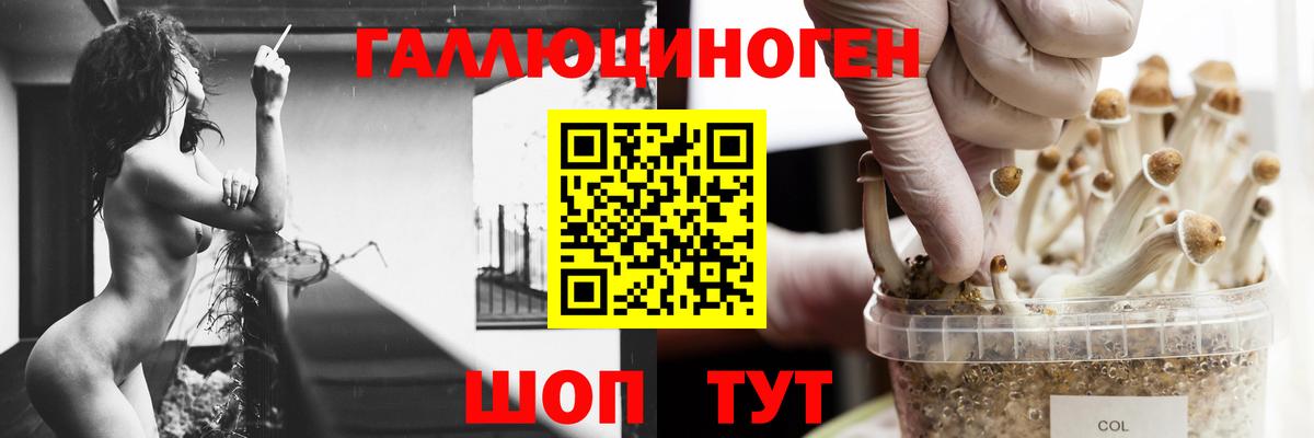 Псилоцибиновые грибы Psilocybine cubensis  Вход с VPN  Томск 